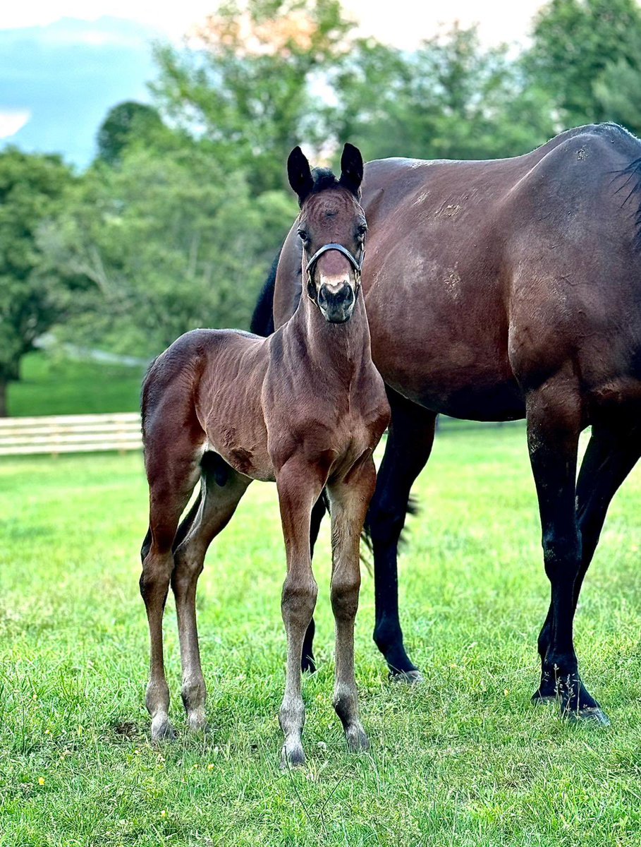 The scenery at @rresoluteracing farm just keep getting better. Check out our WOOTTON BASSETT colt out of HAPPEN. @coolmorestud