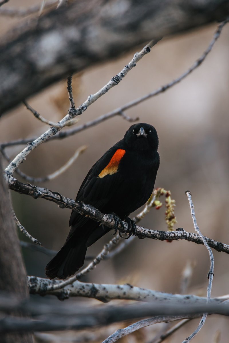 blackbird stare down