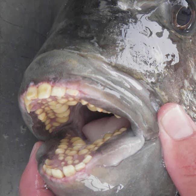 #waybackwednesday fish with human teeth, an obsession in 2021 In a mood about toothless posts obsessed with such a narrow field on being “a being” alive Maybe humans have fish teeth after all 😏