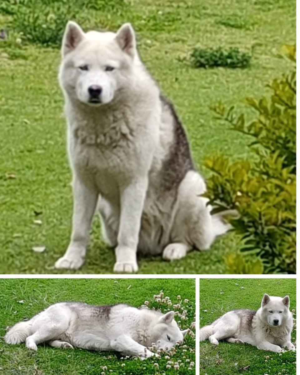 #PERDIDO #AMBATO
Nombre: #BRUNO
Fecha: 09/05/24
Sector: Sur, Visto en el sector de la pradera 
Sexo: Macho
Raza: Husky-Mestizo 
Observación: Tiene un ojo rojo 
Contacto: 0978770457-0978931540
¡Ayúdalo a volver con su familia!
#AlertaMePerdí