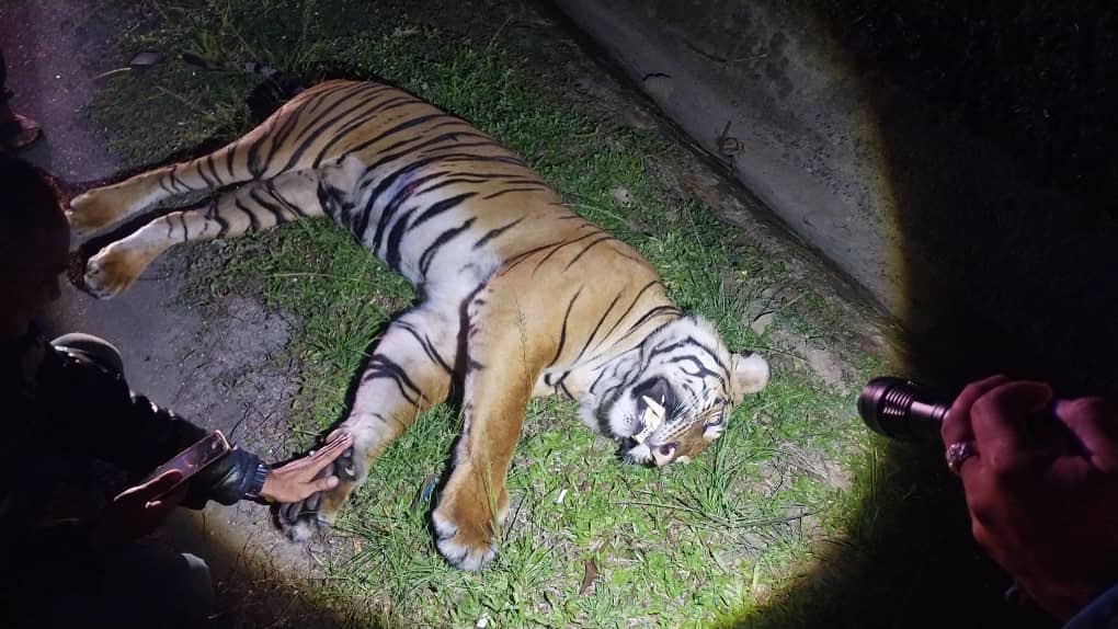 Harimau belang dianggar berat 130kg mati dirempuh kenderaan di Lebuhraya Karak arah Kuala Lumpur dekat Lentang, Bentong, Pahang.