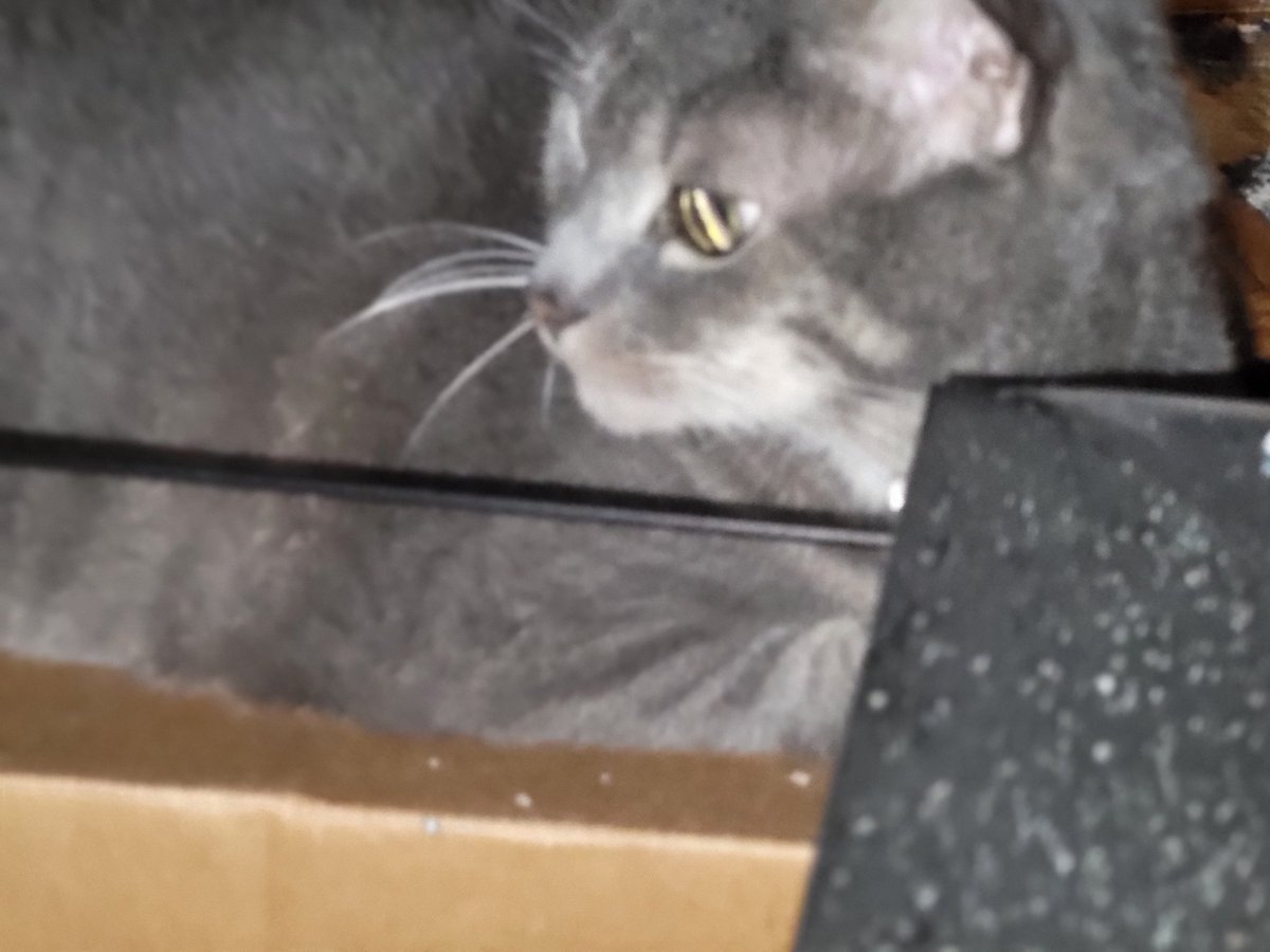#BoxKitty #CatsOfTwitter #CatsOfX #Furriends I found a new box in Mom's office!