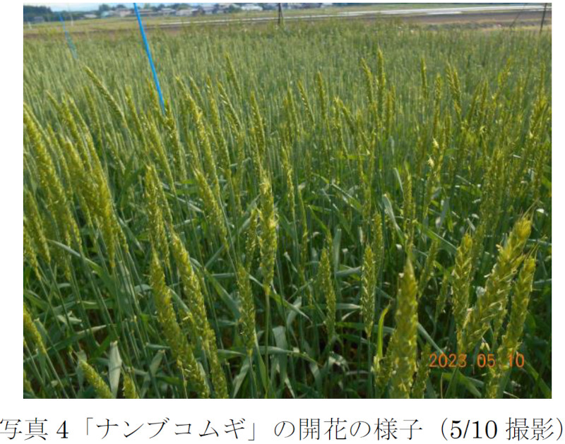 【農作物生育情報】「農業研究センター 令和6年度小麦生育状況 No.7（北上：5月10日現在）」
「ゆきちから」「ナンブコムギ」とも平年と比べ、出穂期及び開花期は9～11日早まり、平年より草丈は長く、㎡当り穂数は多くなっています。
pref.iwate.jp/agri/i-agri/te…
#いわてアグリベンチャーネット