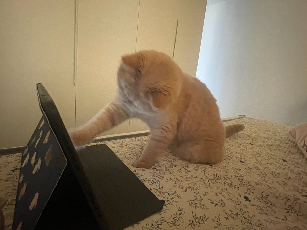 chuang1237's tweet image. 一只会看电视的小猫📺