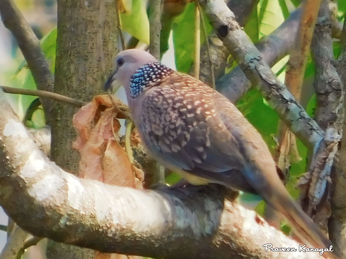Spotted Dove #TwitterNatureCommunity #IndiAves #NaturePhotography #BBCWildlifePOTD #NatureBeauty #BirdsOfTwitter #Birds2024