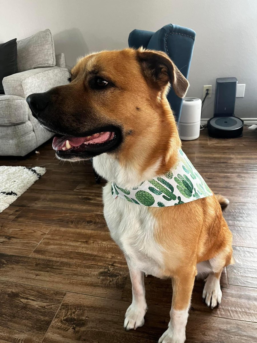 This is Phil, who was literally hours away from being euthanized. Now he’s wearing fancy summer bandanas and smiling from ear to ear.