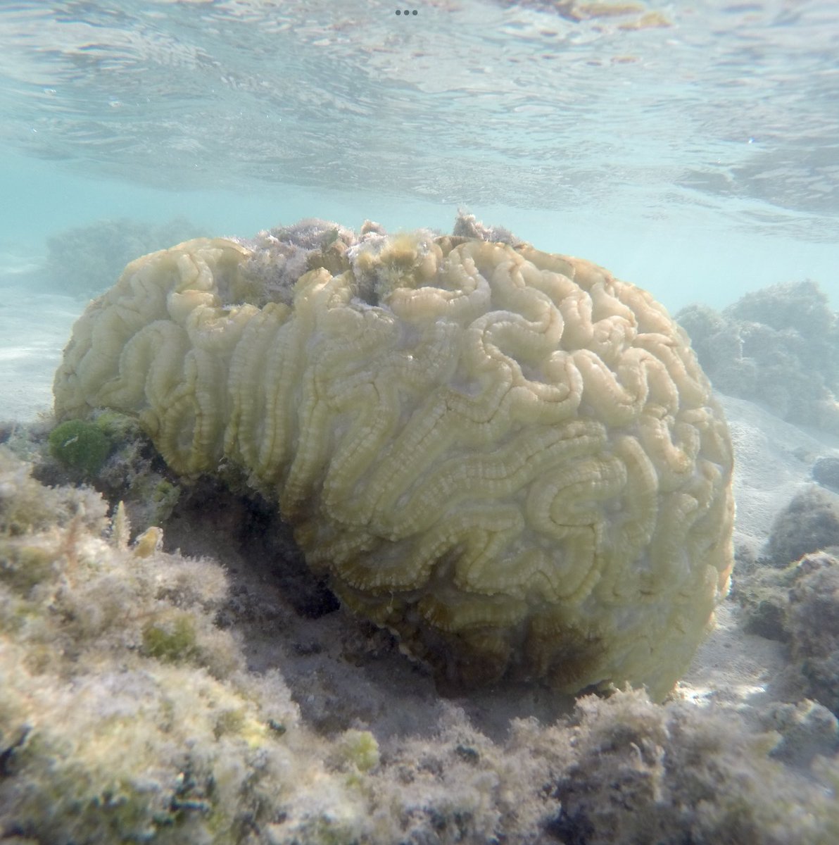 This is a very sick, bleached brain-coral on the reef flat at Heron Island, 2 weeks ago. It was the sole surviving colony of this species that I could find. The rest died when sea temperatures on the reef flat reached 34C.