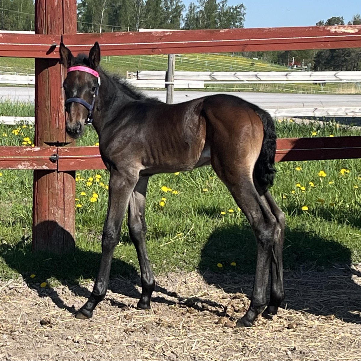 Stoföl e Francesco Zet u Double Exposure!⭐️