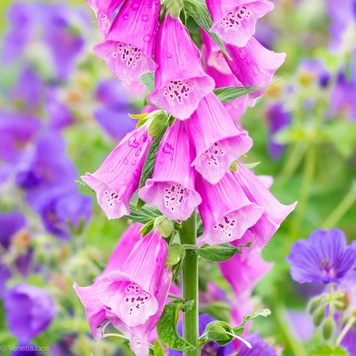 In Ireland foxgloves are known as 'lus na mban sidhe' meaning 'plant of the #fairy women'. Other names for them include faerie bells, faerie caps, faerie gloves and faerie petticoats. In the Language of Flowers they symbolise a wish, youth and insincerity. #FolkloreThursday