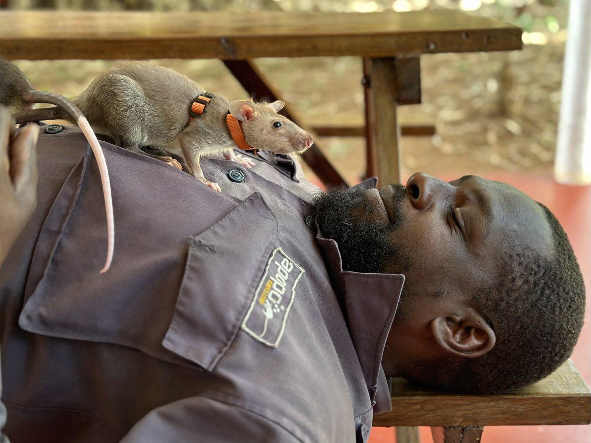 At 4-5 weeks old,  pups begin their #socialization + #habituation. #APOPO trainers gently carry them, introducing them to new sights, sounds, and smells, to adapt them to the training environment. Dibwe gently watches over 2 eager to explore. #herorats #africangiantpouchedrat