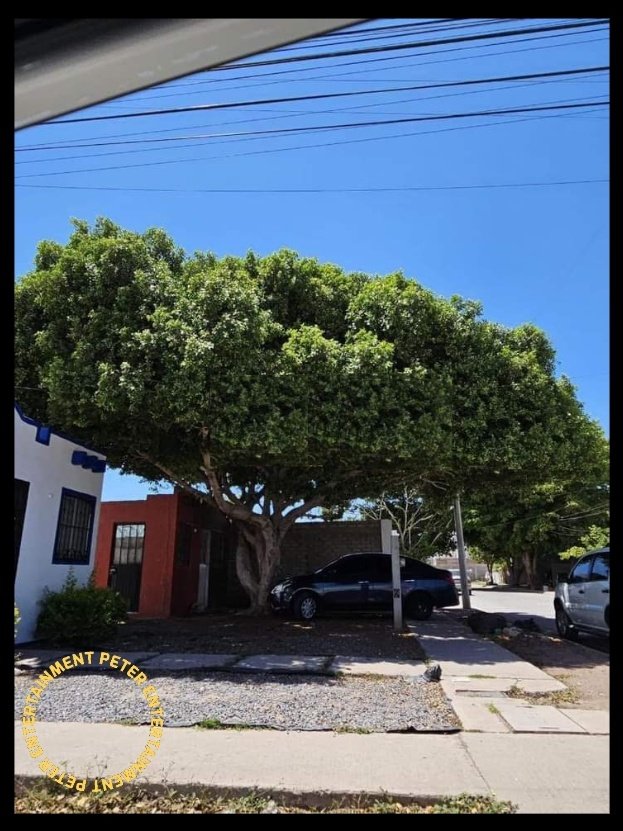 Todo mundo quiere sombra 
Pero nadie planta un árbol
#CalentamientoGlobal
#OlaDeCalor