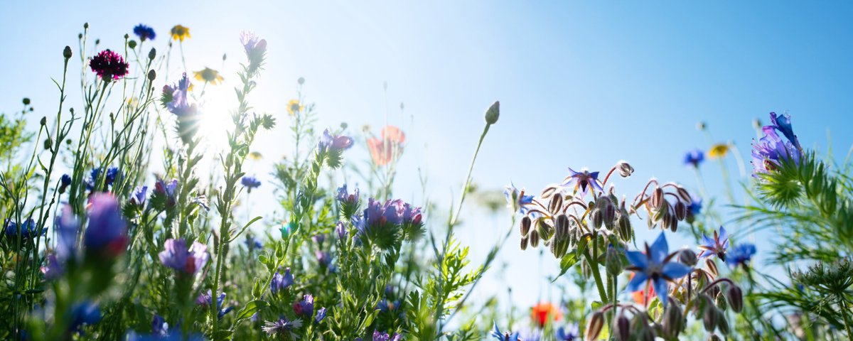 #BerufundKarriere #BogumilGutachten Wissensmanagement für alle Verwaltungsebenen: Kaum ein Bereich wächst so schnell wie die Gesetzgebung im Umwelt- und Naturschutzbereich. Der Rechtsrahmen wird in weiten Bereichen von der Europäischen Union bestimmt.… dlvr.it/T6yG2L