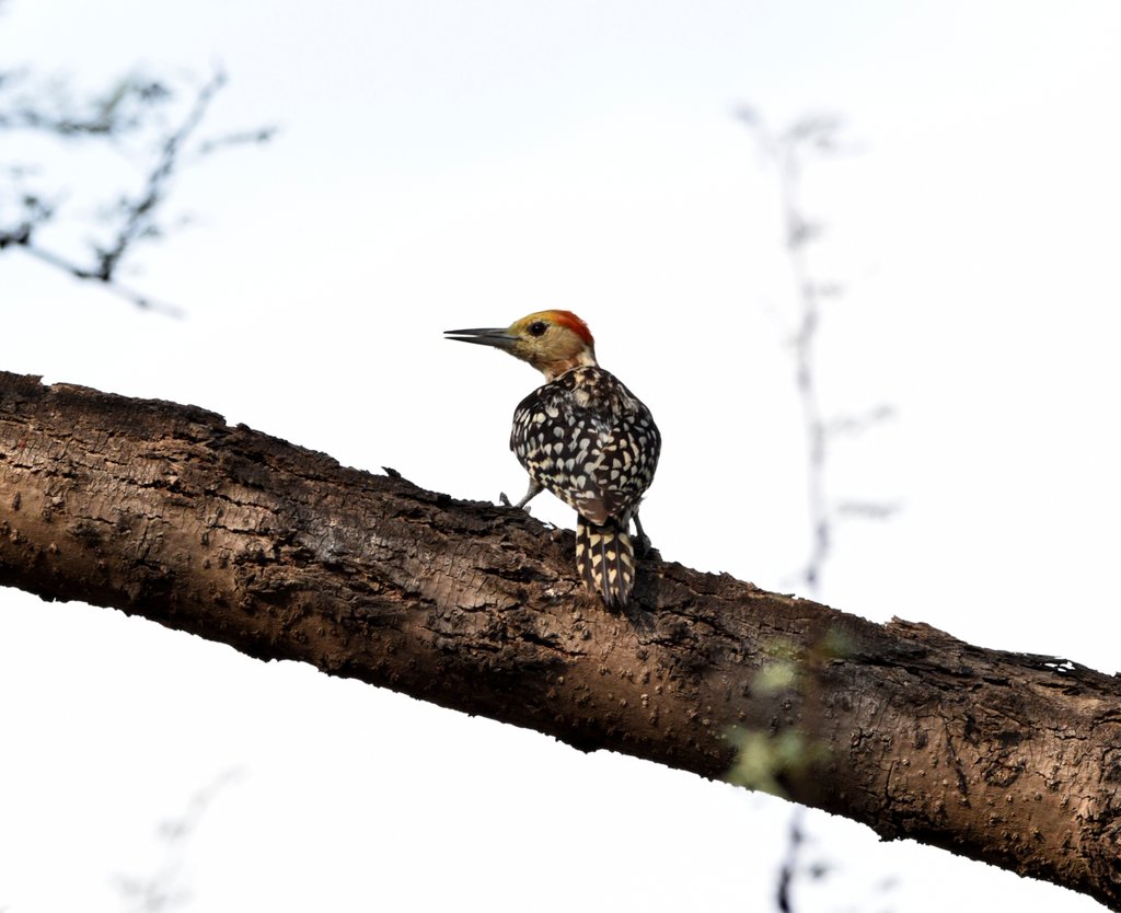 𝚈𝚎𝚕𝚕𝚘𝚠-𝚌𝚛𝚘𝚠𝚗𝚎𝚍 𝚠𝚘𝚘𝚍𝚙𝚎𝚌𝚔𝚎𝚛 🐦

#Indiaves #ThePhotoHour #birding #BirdSeenin2024  #PantheraTrails #jhalanaforest #Jhalana #amagarh #jaipur #Rajasthan #Birds #rajasthanwildlife #wildlifeindia  #BirdsofInstagram #BirdsofInsta #nature #birdphotography