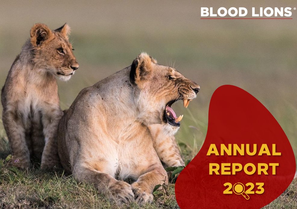 🦁 BLOOD LIONS ANNUAL REPORT 🦁 Take a look at our 2023 Annual Report, which reflects back on a year of campaigning efforts pushing for the ultimate closure of South Africa’s captive lion breeding industry. Access the report here: bloodlions.org/wp-content/upl…