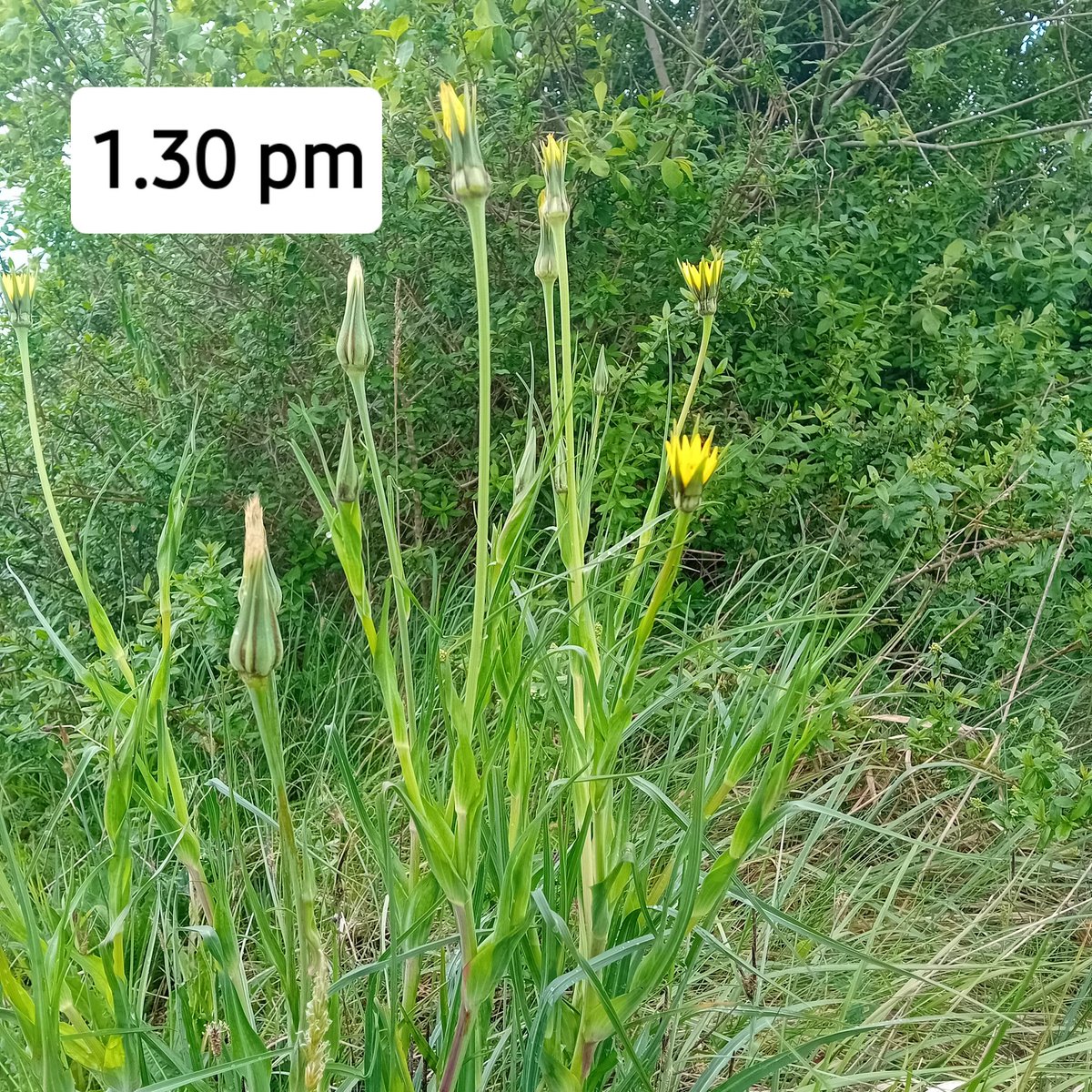 Jack really did go to bed at noon! Goatsbeard (Tragopogon pratensis), on a roadside verge in Co Longford. @BSBIbotany @wildflower_hour @CiaranBruton @BioDataCentre #Asteraceae