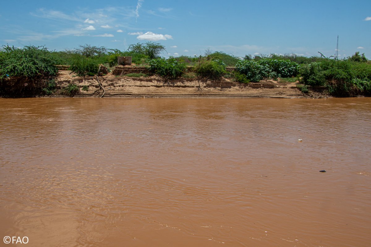 Thanks to @FCDOGovUK's generous funding, @FAO is supporting riverine communities in Somalia to prepare for and respond to the #ElNiño-related severe flooding threat that poses a risk to communities along the Shabelle River. 📷 bit.ly/3UGFDt7 #AnticipatoryAction