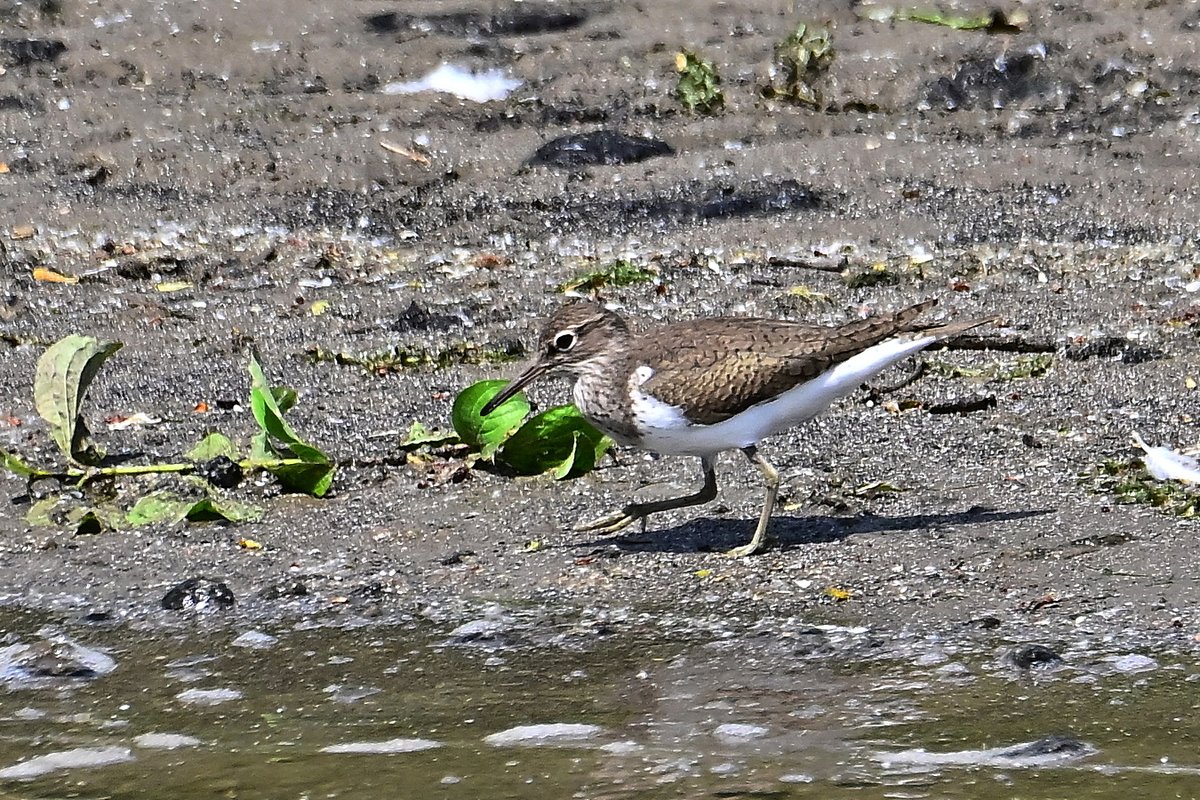 📷 Chevalier guignette - Actitis hypoleucos - Common Sandpiper. #birds #oiseau #nature #NaturePhotography #BirdTwitter