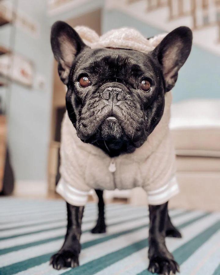 Photo of the Day 🥰🥰

#FrenchBulldogLove #FrenchieFever #FrenchieLove #frenchbulldog #frenchie  #frenchiepuppy #frenchielife #bulldog  #frenchie  #frenchbulldogsofinstagram