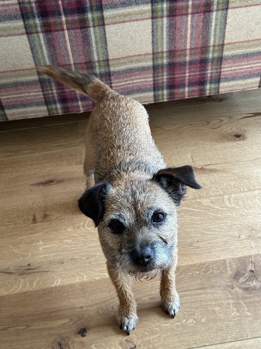 #BTPosse is this the face of the dog who ate manure on her walk??