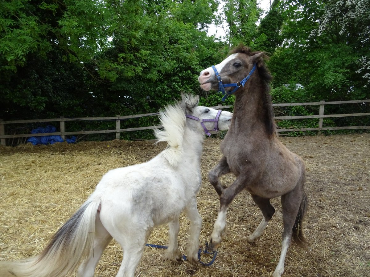 #tbt #tbthursday to May 2020 when Billy and Pippin had lots of fun playing :-) #ponyhour #bestiesforever #horses