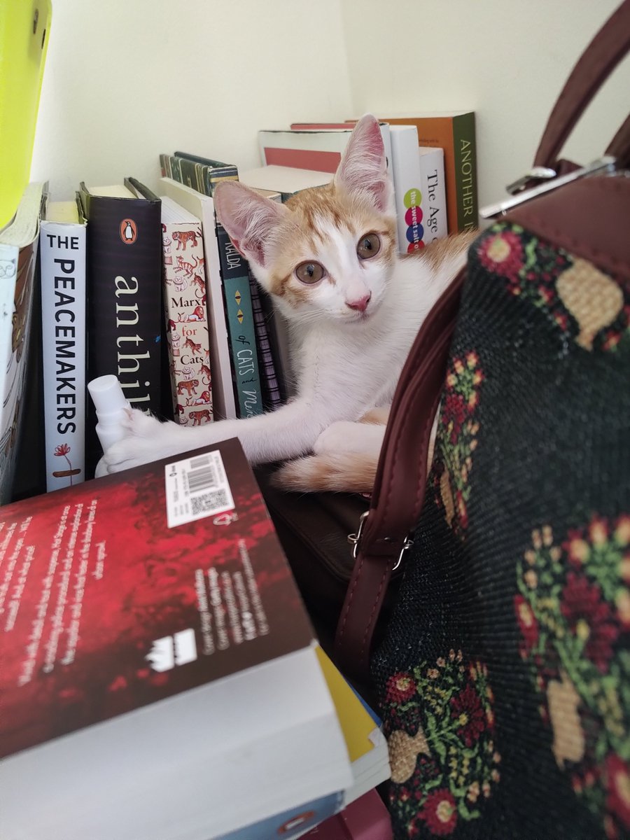Peanut thinks if he sits next to a book titled The Peacemakers he can pass off as a peace loving kitten. No sir. No. You are trouble and a breaker of peace.