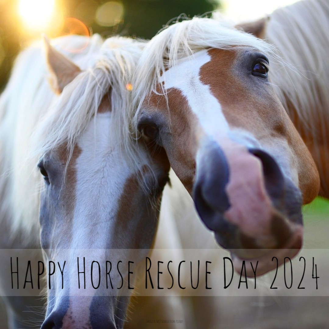 'A day dedicated to rescuing these majestic animals from abuse & neglect. It also seeks to raise public awareness about how horses are mistreated so that individuals can take action against animal abuse' - holidayscalendar.com/event/horse-re… #homesittersltd #HolidaysCalendar #HorseRescueDay