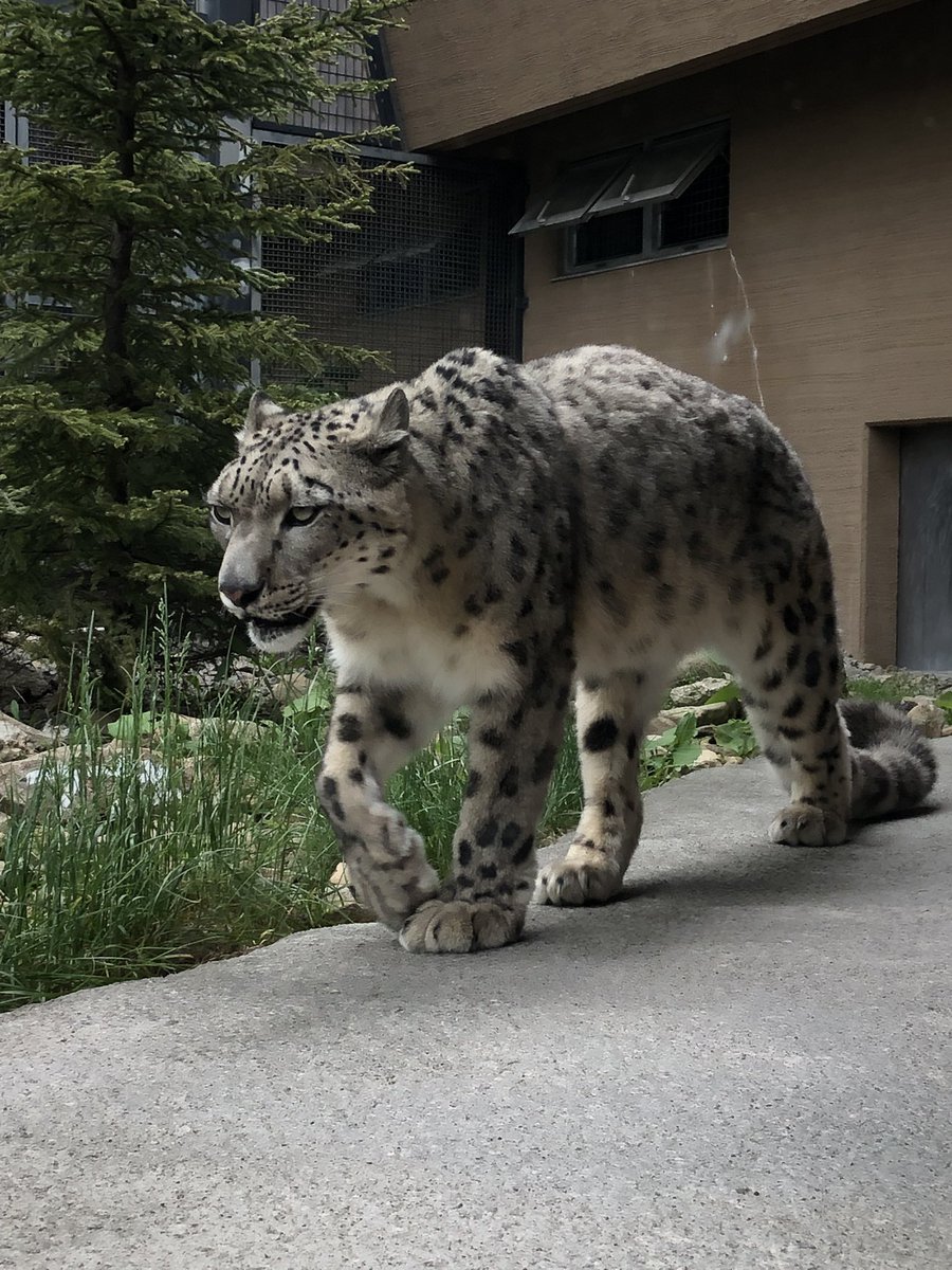 今日のフブキくん
#ユキヒョウ
#SnowLeopards 
#フブキ
#円山動物園