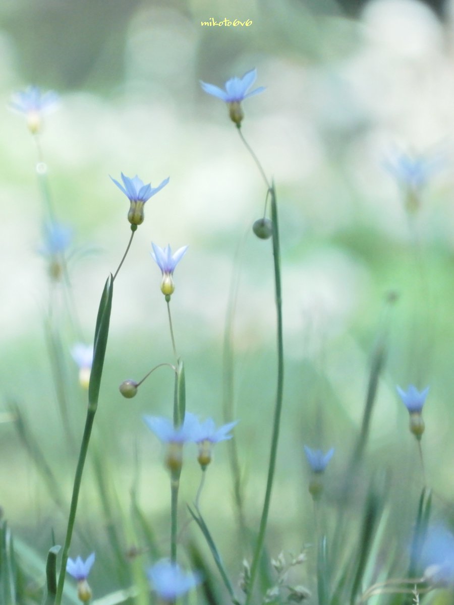 公園の小さな草花 💠🍃🙂 　 大庭石菖 (オオニワゼキショウ) 　 📸 Nikon COOLPIX A900 #私とニコンで見た世界 #写真で伝えたい私の世界 #Mikotography #coregraphy