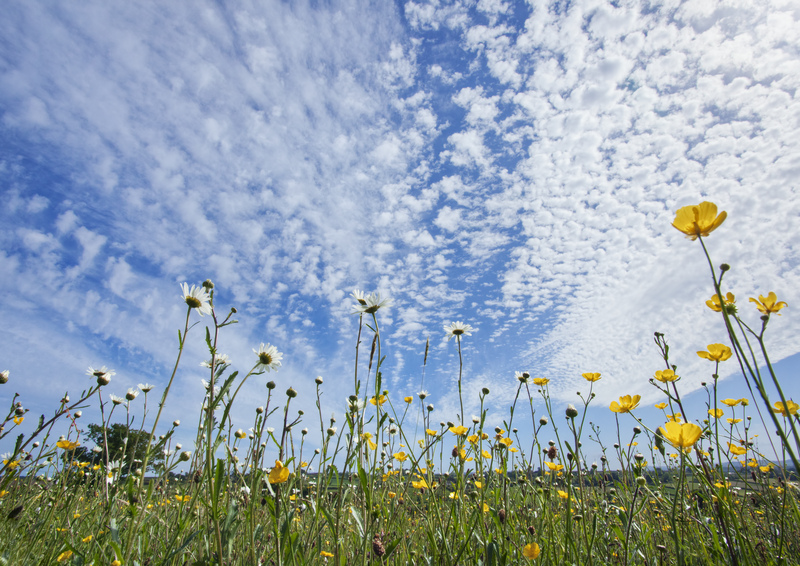 Put that lawnmower back in the shed! Do something for the environment by doing nothing at all. 🐞🐝🦋 Grow a longer #lawn to benefit insects and the climate 👉mycoronationgarden.org/actions/how-gr… @WomensInstitute @IncEdNetwork @WildlifeTrusts @HeritageFundUK #NoMowMay