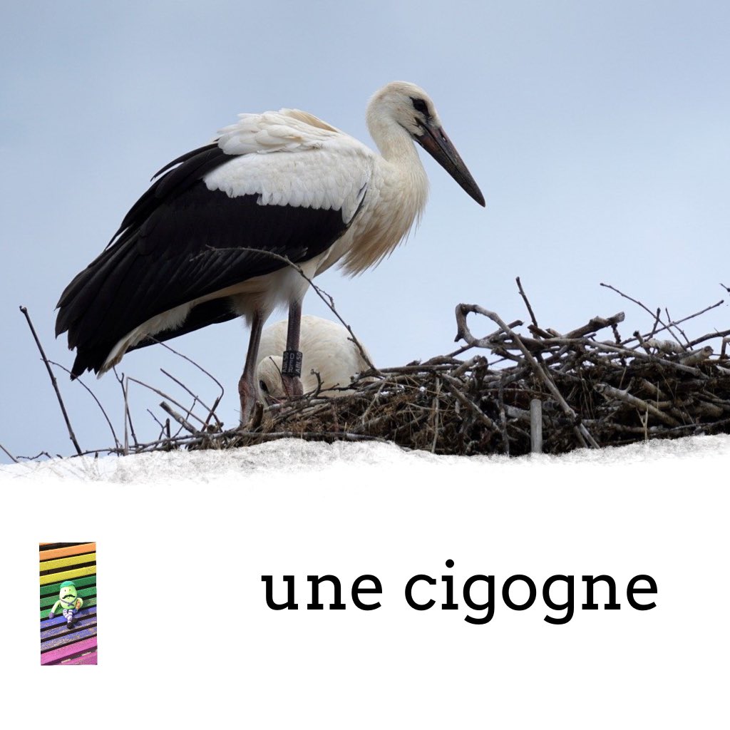 Le mot du jour

une cigogne

[ siɡɔɲ ]

a stork 

#learnFrenchwithArnaud #vocabulary #motdujour #oneaday