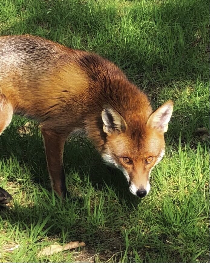 I’m watching you! #fox #kewgardens @kewgardens #wildlifephotography #TwitterNaturePhotography