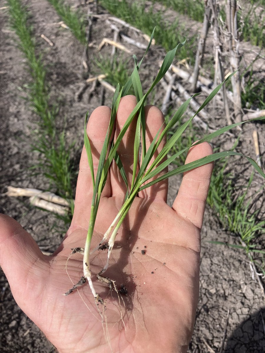 Job done, all cereals in the ground and most out, just 4+k ha of chickpeas next month to do