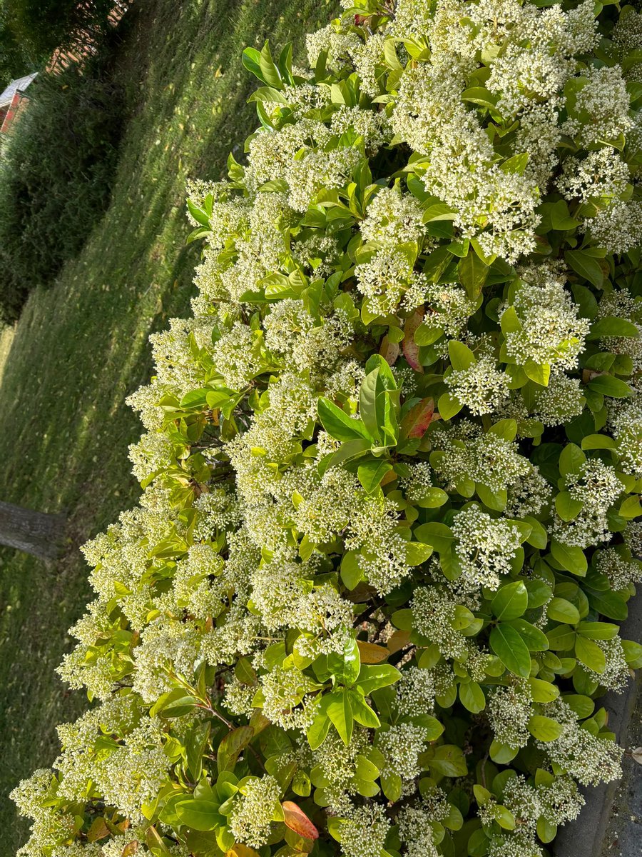 Who can name this beautiful plant? 🌱 

Good morning from Barcelona 

#catalonia #barcelona #plant #nature