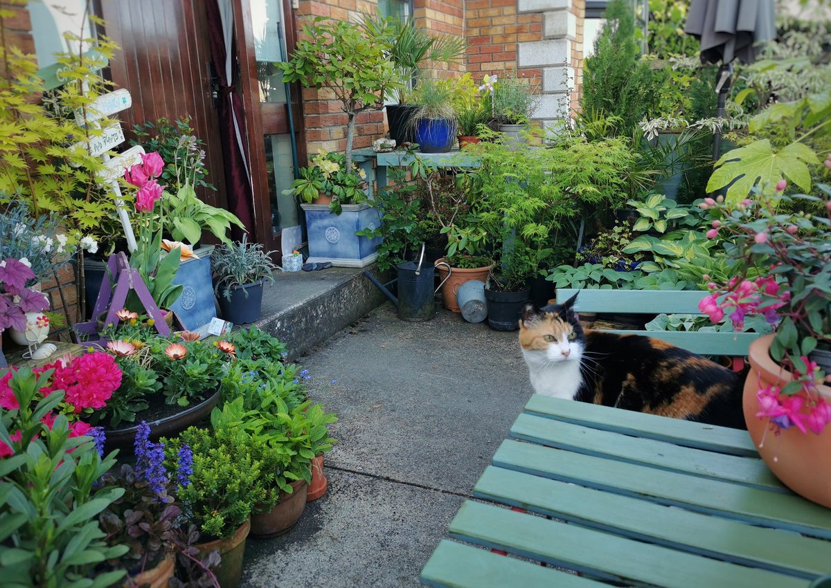 Head Gardener Smudge joining for morning tea in the courtyard 🐱☕🌷🌷🌱👌🏻 #Gardening #OurCourtyard #PotPond #HortiHugh #HeadGardenerSmudge