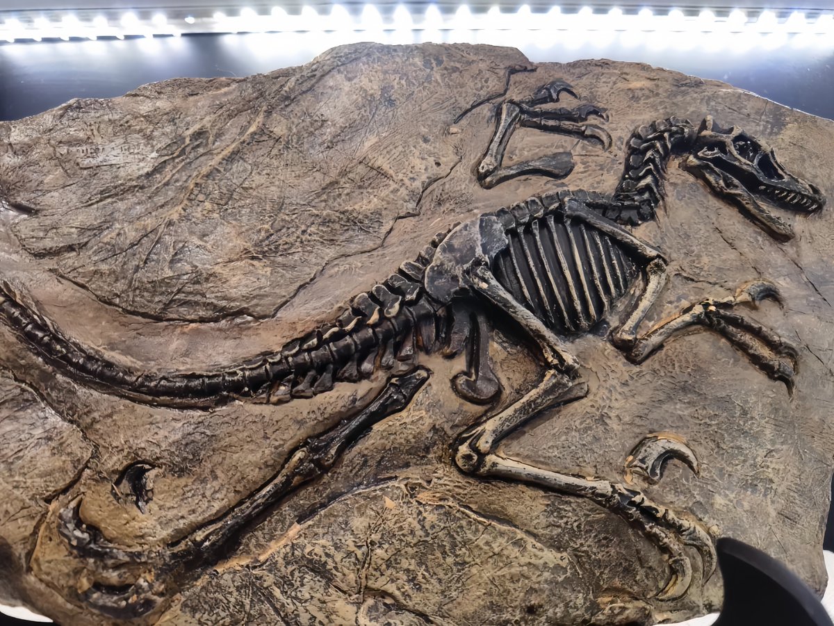 Today is #InternationalMuseumDay. Have you ever been #Songjiang Science and Technology #Museum? Now there is an #exhibition titled 'How #Dinosaurs Come Alive', features 27 significant scientific cases from 1822 to the present, covering 42 genera of dinosaurs. #Shanghai
