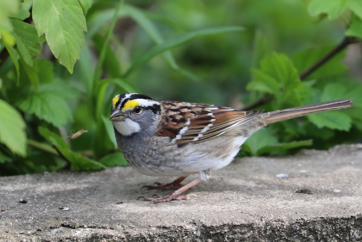 White Throated Sparrow on the garden wall with a missed insect. So happy to see these lovely Sparrows return last week! #TwitterNaturePhotography #BirdsOfTwitter #Sparrows