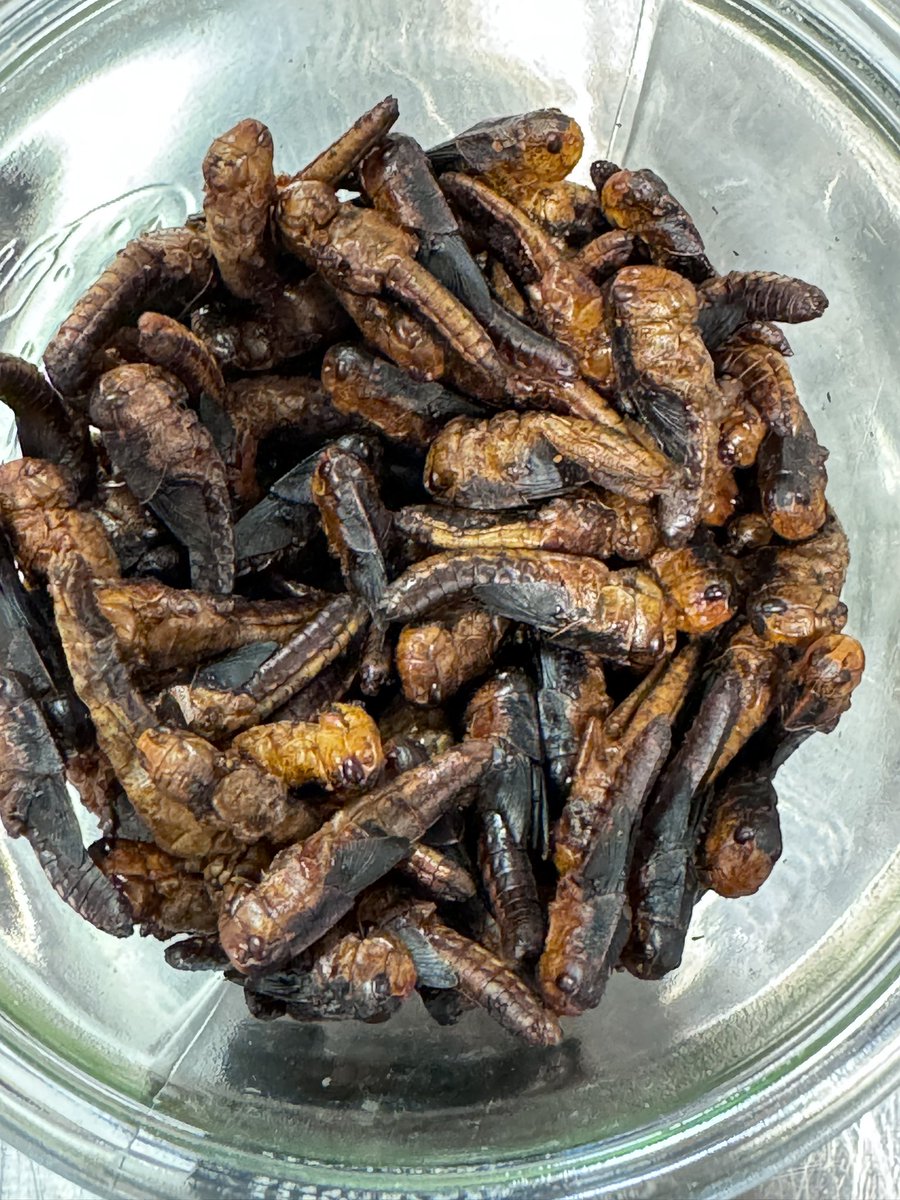sergyenko's tweet photo. Good morning. I hope #BugsForBreakfast wouldn't lead to bugs in code in #Copenhagen https://t.co/OOp7XsB2Bp