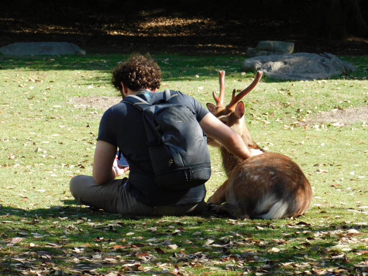 結局奈良公園では鹿が一番人気がある。🤔
The deers are the most popular in Nara Park.