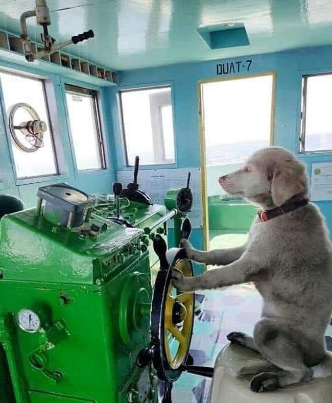 Autopilot mode in action! Or dog’s watch!