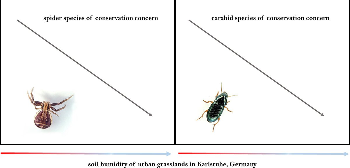 Dry #grasslands in urban areas can harbour #arthropod species of local conservation concern and should be prioritised for #biodiversity-friendly #mowing regimes: doi.org/10.1111/icad.1… #OpenAccess #UrbanInsects #UrbanEcology #Araneae #Carabidae #Conservation @WileyEcolEvol