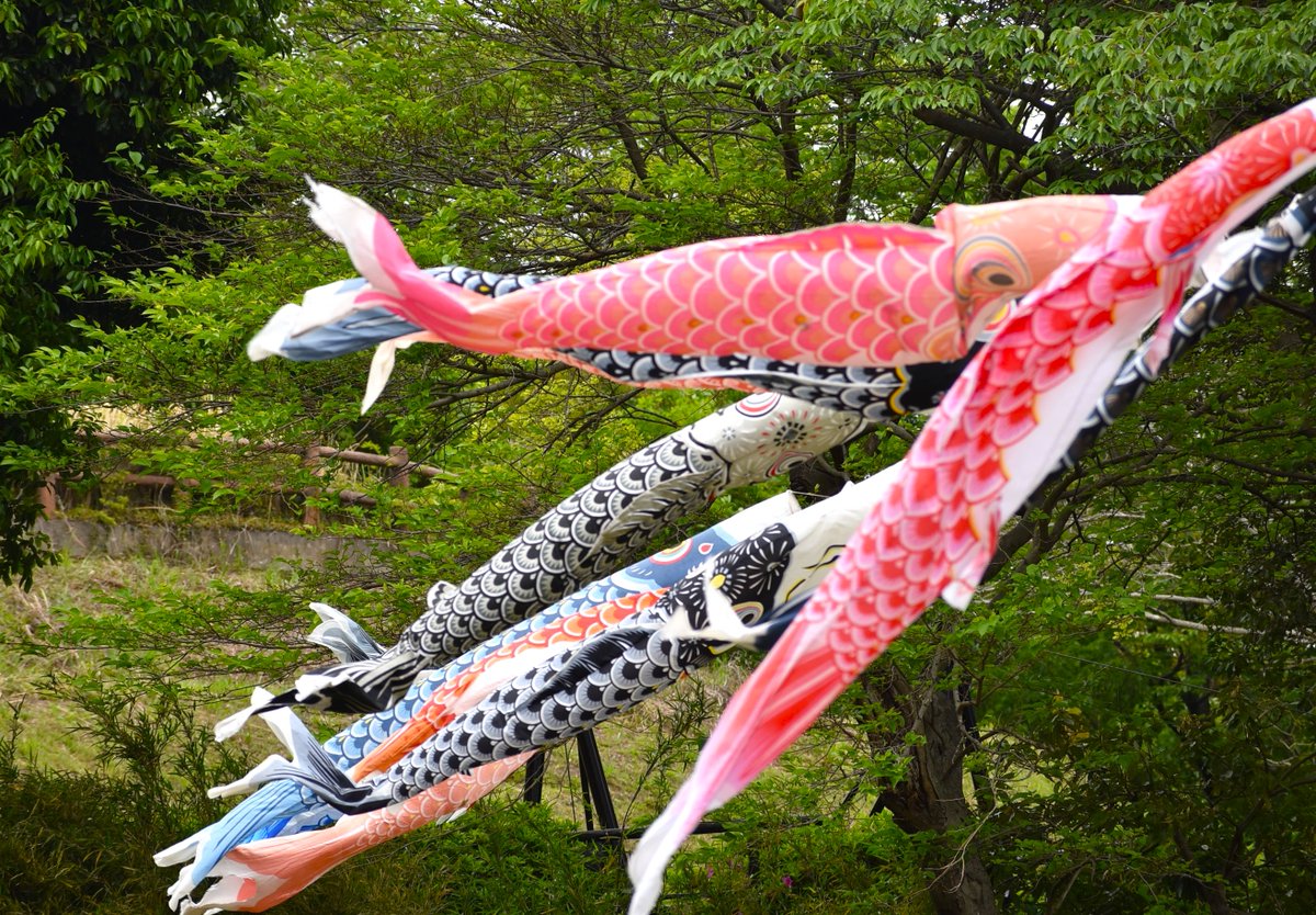 シーパラの近くの金沢自然公園で、GW期間に、たくさんの鯉のぼりが泳いでいた☀️ダイビングしているような気分🐟金沢動物園では、5月26日にヒツジの毛刈りのイベントが開催される🐑4頭のヒツジが登場する🐏年に1回のイベント🎏5月30日は、三丘翔太さんのライブがある🎼　#八景島　#シーパラ