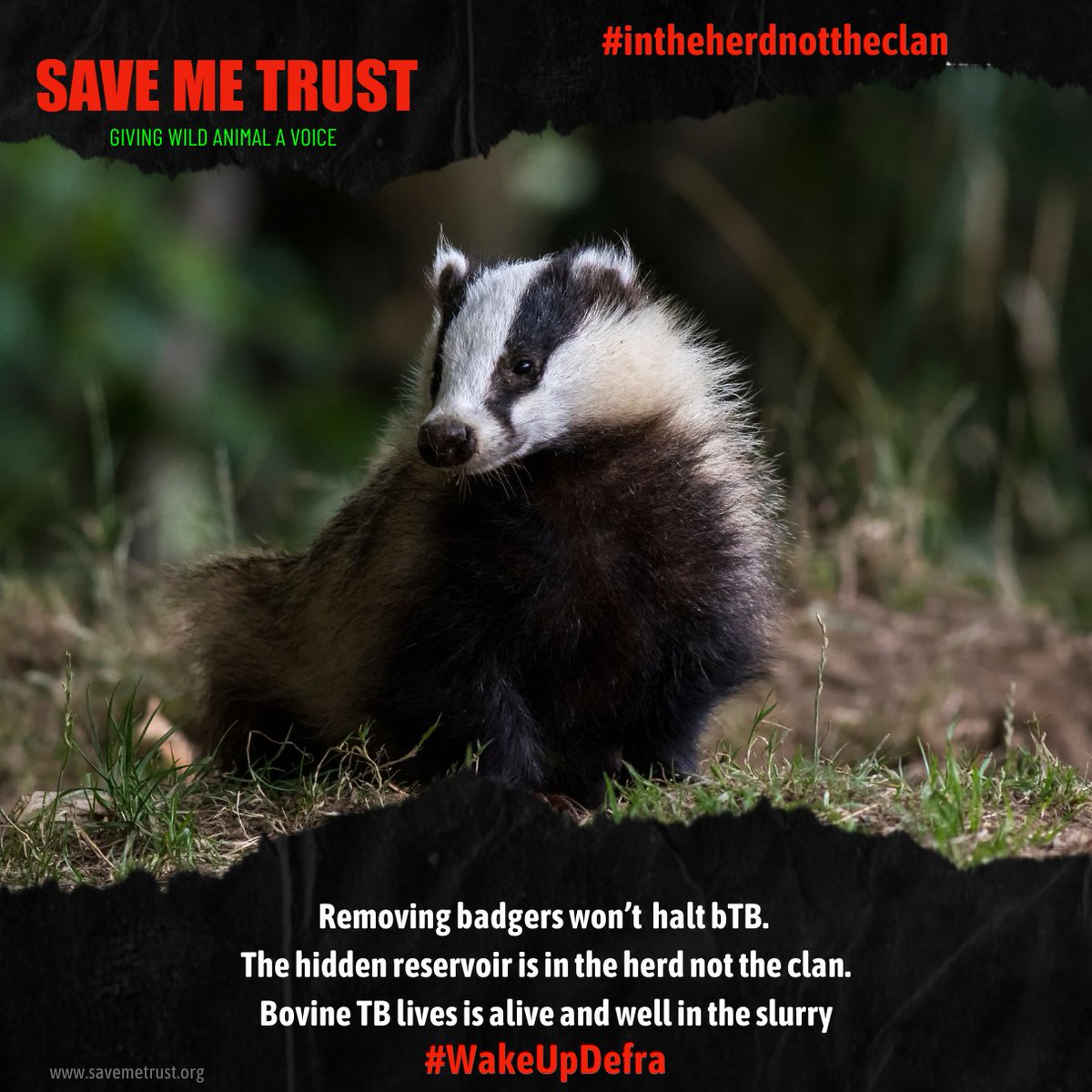Removing badgers won't halt bTB. The hidden reservoir is in the herd not the clan. Bovine TB lives is alive and well in the slurry #WakeUpDefra savemetrust.co.uk/2019/12/05/the…