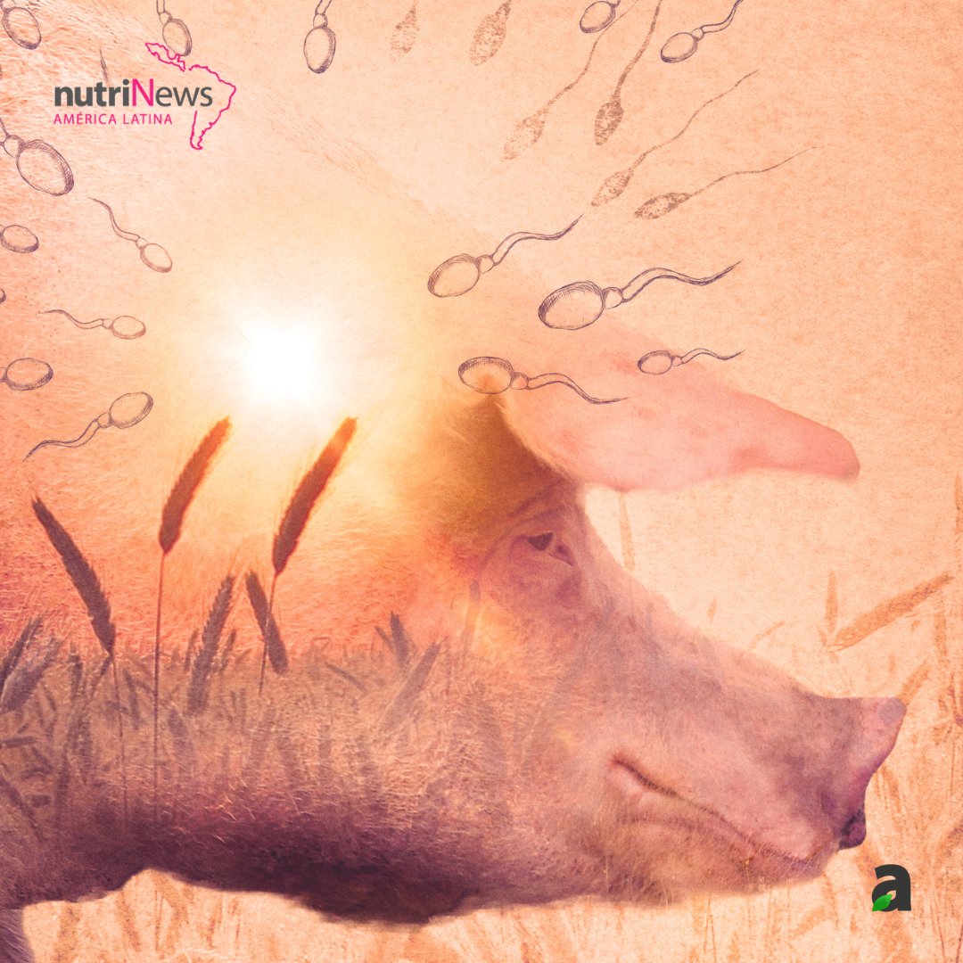 nutriNewsLATAM's tweet image. 🐷💡 Según Juan Gabriel Espino, la nutrición adecuada del #verraco puede influir en la calidad genética de tu hato reproductor. 
Descúbrelo en 🔗 nutrinews.com/verraco-nutric…