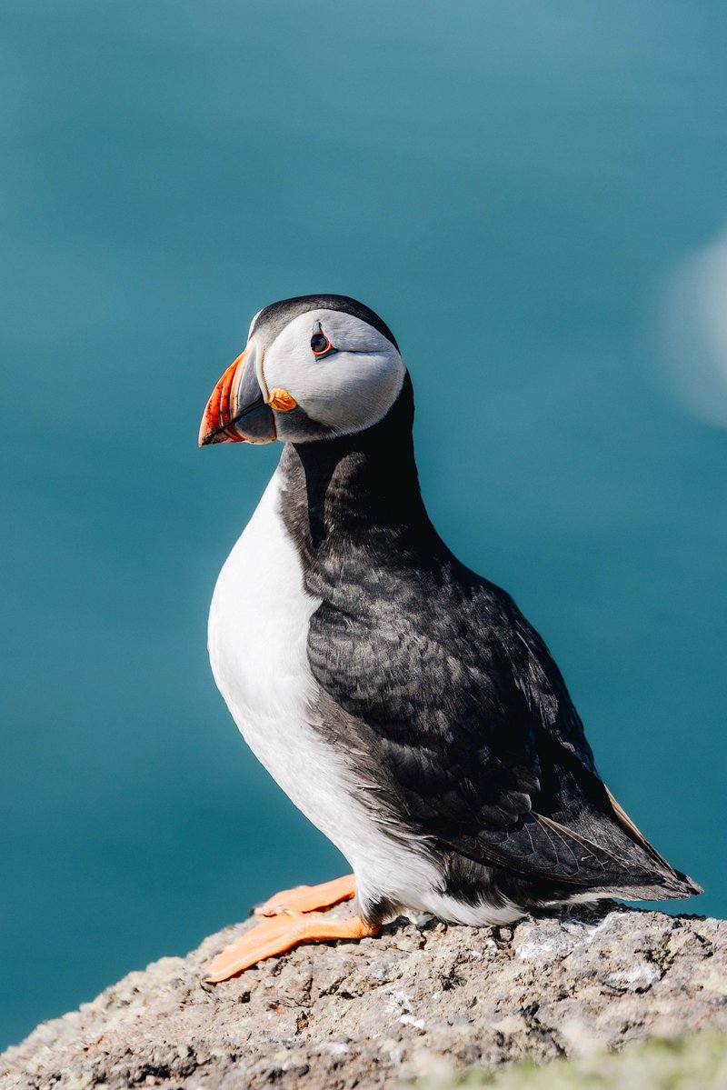 Who has been lucky enough to see one of these wee beauties near #Fife? There are lots of Puffins on the Isle of May and you can spot them round Inchcolm Island too 😍 welcometofife.com/view-business/… #LoveFife #KingdomOfFife @SteelySeabirder