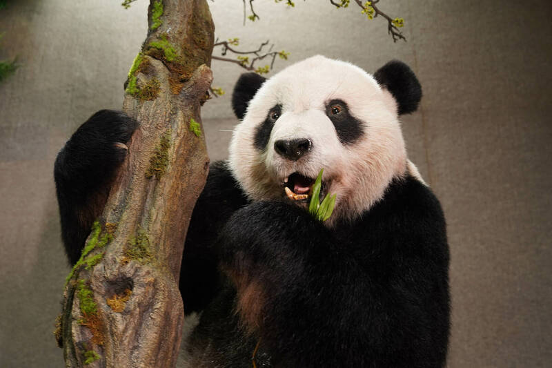 團團的標本在去年底製作完成，看起來就像真的一樣！（圖／台北動物園提供） 【大貓熊「團團」回來了！台北動物園明首度亮相標本】 news.ltn.com.tw/news/life/brea… #大貓熊 #團團 #標本 #台北動物園 #Zoo