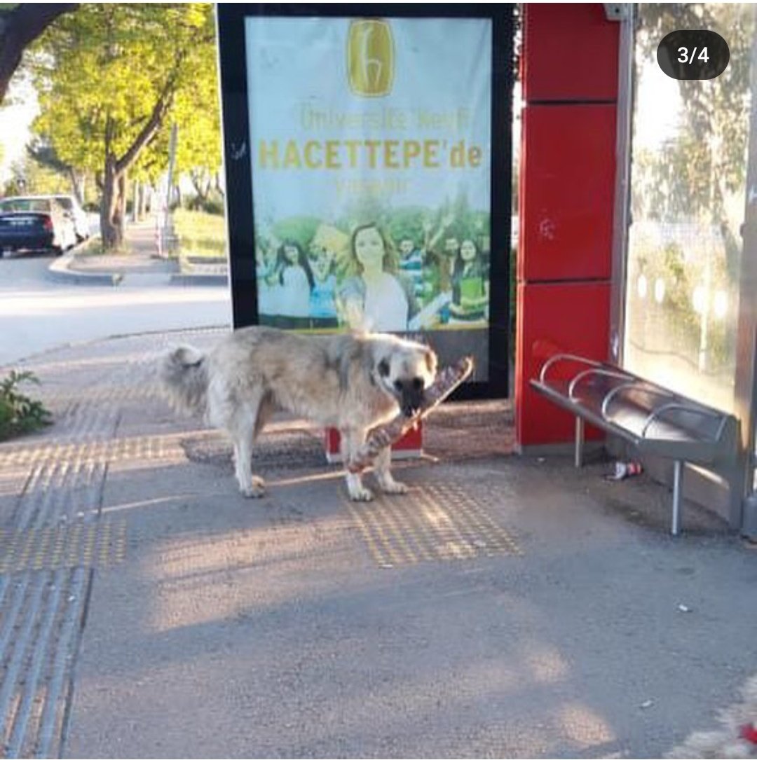 Hacettepe kokoreç çalan köpke