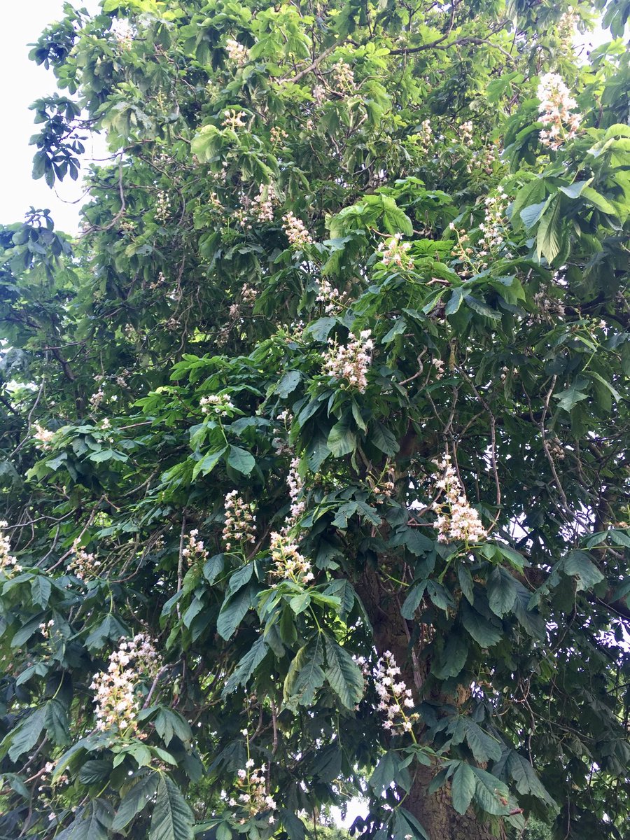 Marvel At The Trees Of Finsbury Park with ⁦@TheStreetTree⁩ yesterday evening. Marvellous indeed 💚🌳💚 thanks to ⁦@FinsParkFriends⁩