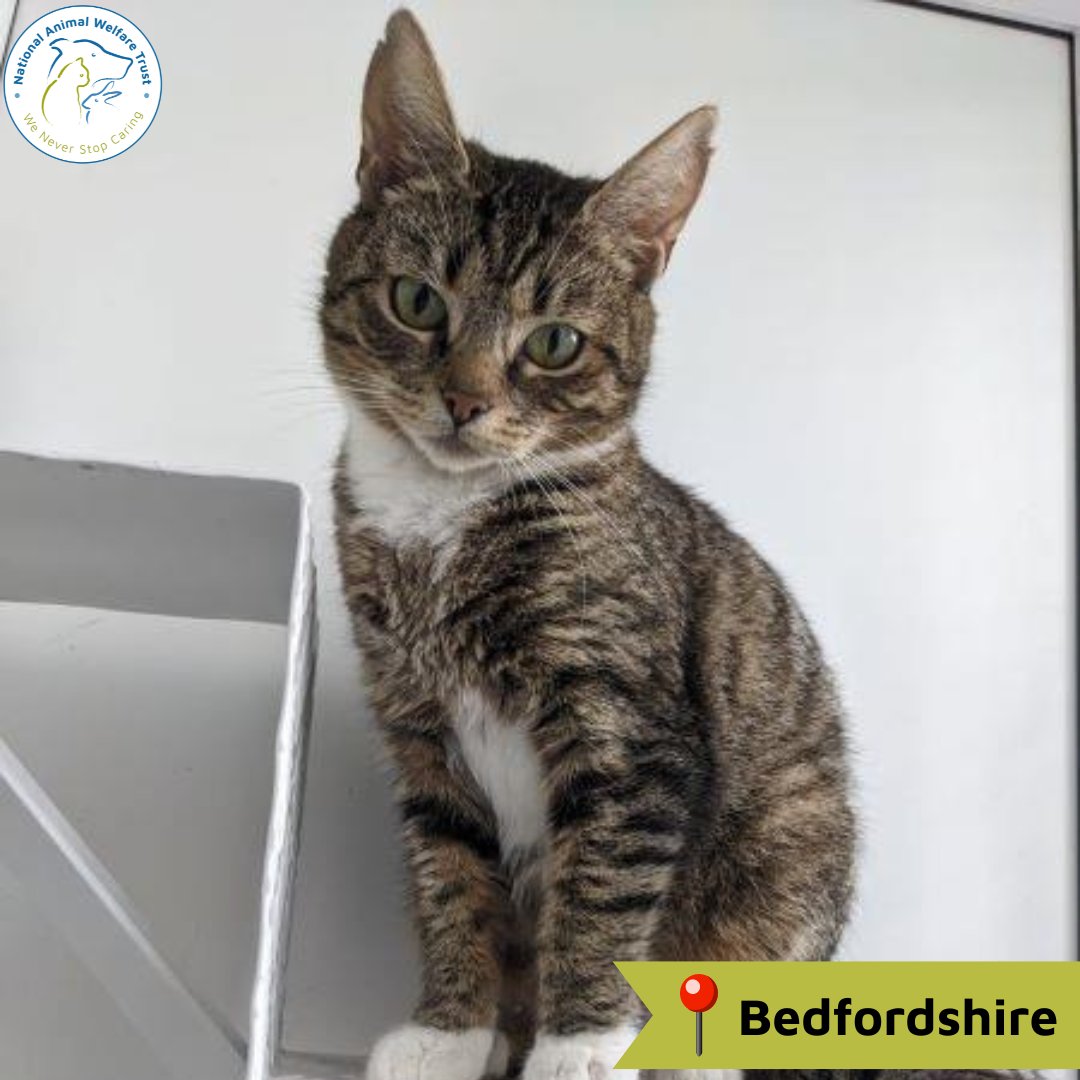 Wanda is around 3-years-old, and has sadly spent the last couple of years living on a landfill site, having many litters, and sleeping rough. But she is now looking for a warm home, and somewhere to build up her trust. 😻 nawt.org.uk/rehoming/anima… #nawt #cats #animalcharity