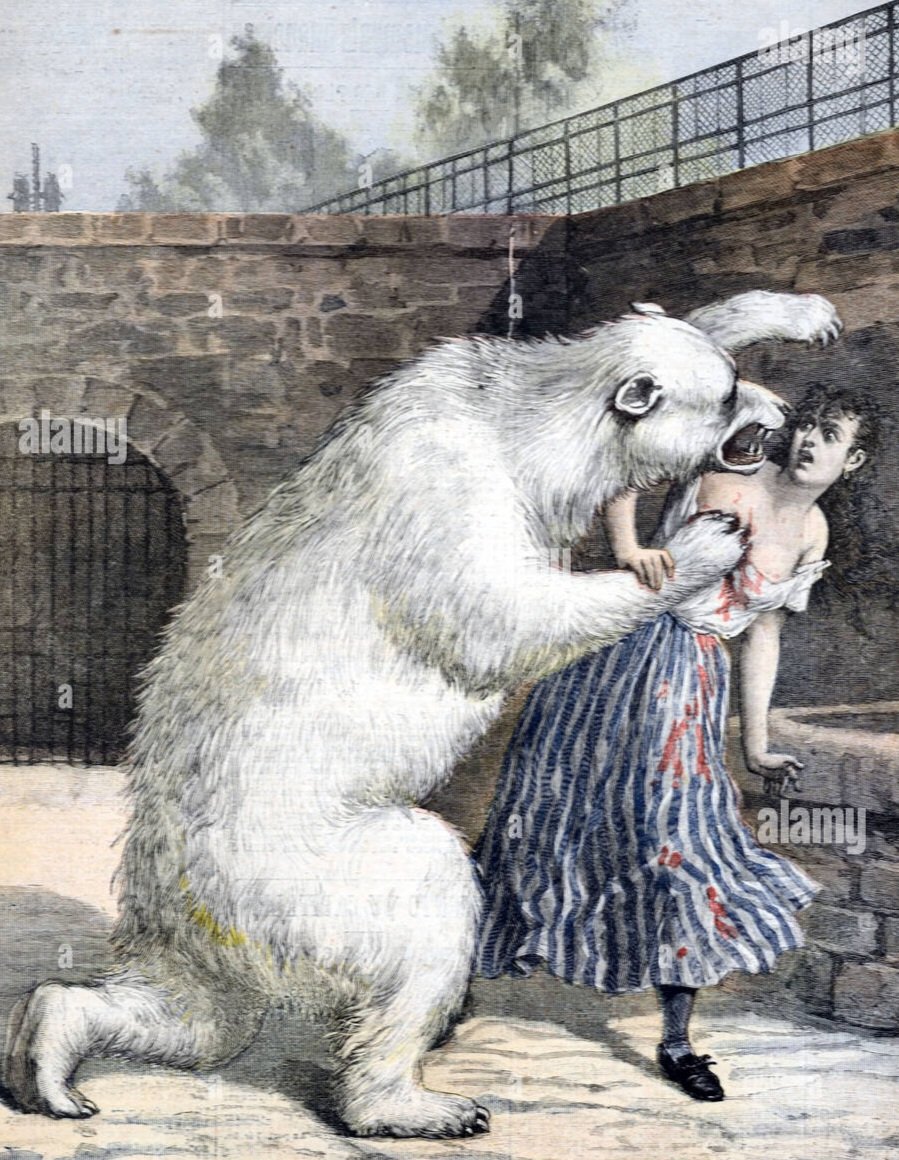 GRIN AND BEAR IT IN NORFOLK- The year was 1865 & governess Maisie Millard was attacked on the streets of Norwich by a polar bear who had escaped from a nearby private menagerie. She remains to this day the only person to be mauled to death by a polar bear in the whole of Norfolk