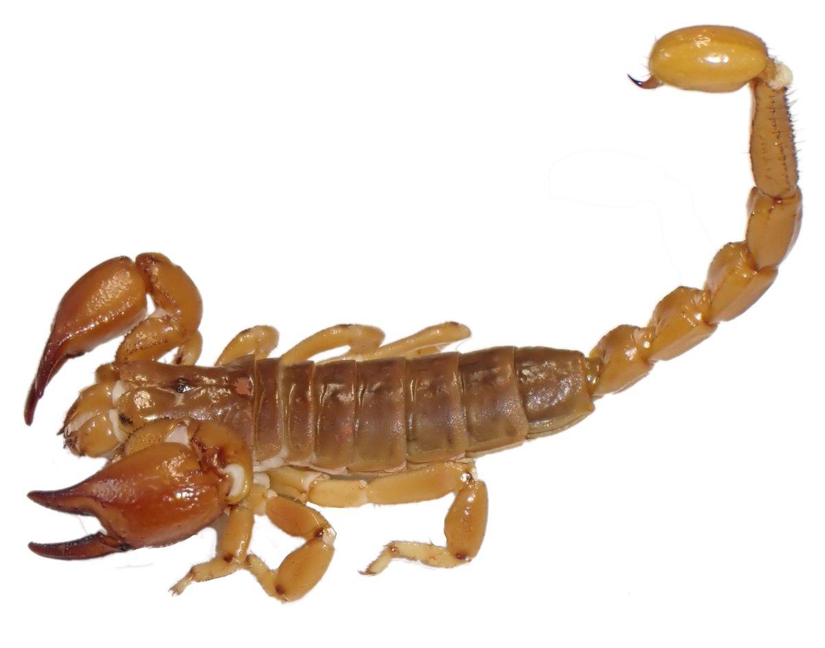 Our recent paper describing two new species of Urodacus burrowing scorpions was profiled in a @CSIROPublishing blog, along with other 'Incredible Invertebrates', check it out: blog.publish.csiro.au/invertebrates-…